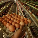 sembawa-ayam-petelur-paling-981368d66b1adb4