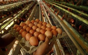sembawa-ayam-petelur-paling-981368d66b1adb4