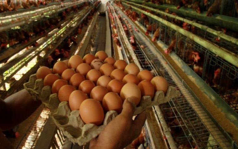 sembawa-ayam-petelur-paling-981368d66b1adb4